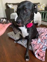 Reunited Female Dog last seen German Town and Linton, Delray Beach, FL 33445