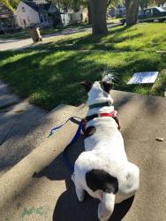 Reunited Male Dog last seen Off of Michigan St, Pontiac, MI 48342