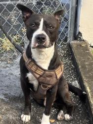 Shelter Stray Male Dog last seen Near BLOCK NE 16 AVE, 3599 NW 79th Ave, Doral, FL 33122, USA