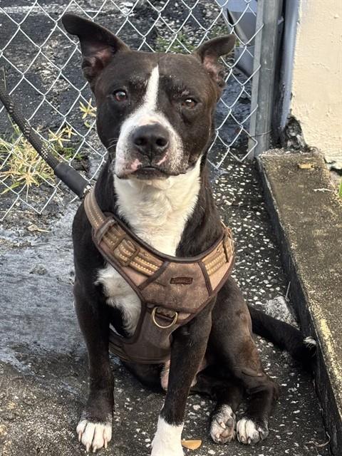 Shelter Stray Male Dog last seen Near BLOCK NE 16 AVE, 3599 NW 79th Ave, Doral, FL 33122, USA