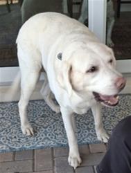 Shelter Stray Unknown Dog last seen SANTORINI WAY & WOODLEA RD TAVARES, 12280 County Rd 448, Tavares, FL 32778, USA