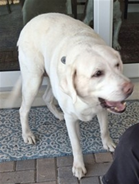 Shelter Stray Unknown Dog last seen SANTORINI WAY & WOODLEA RD TAVARES, 12280 County Rd 448, Tavares, FL 32778, USA