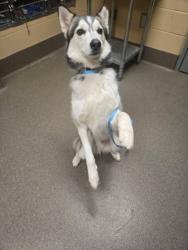 Shelter Stray Male Dog last seen Near BLOCK N WEST ST, WICHITA KS 67203, 3303 N Hillside St, Wichita, KS 67219, USA