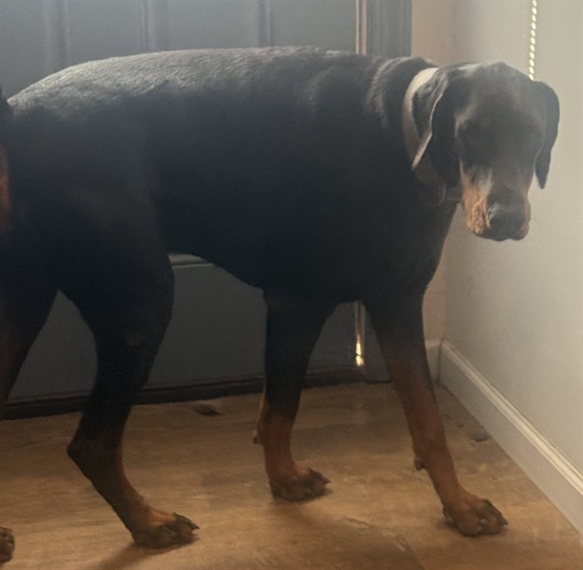 Shelter Stray Male Dog last seen AVERITT LN & PETERSON LN EUSTIS, 12280 County Rd 448, Tavares, FL 32778, USA