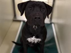 Shelter Stray Female Dog last seen Near BLOCK N 24TH ST, 3839 W Burnham St, West Milwaukee, WI 53215, USA