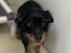 Shelter Stray Female Dog last seen , 3839 W Burnham St, West Milwaukee, WI 53215, USA