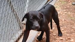 Shelter Stray Male Dog last seen CHARLOTTE, 8315 Byrum Dr, Charlotte, NC 28217, USA