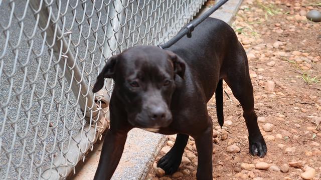 Shelter Stray Male Dog last seen CHARLOTTE, 8315 Byrum Dr, Charlotte, NC 28217, USA