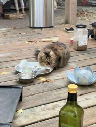 Reunited Female Cat last seen hse near intersection between Wolf Court and Coolidge Road, East Lansing, MI 48823