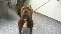 Shelter Stray Male Dog last seen CHARLOTTE, 8315 Byrum Dr, Charlotte, NC 28217, USA