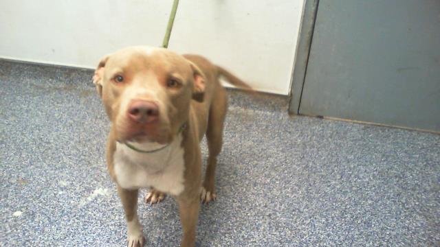 Shelter Stray Male Dog last seen CHARLOTTE, 8315 Byrum Dr, Charlotte, NC 28217, USA