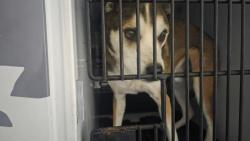Shelter Stray Male Dog last seen Near BLOCK VILLAGE MEADOWS DR, FOUNTAIN, CO, 610 Abbot Ln, Colorado Springs, CO 80905, USA