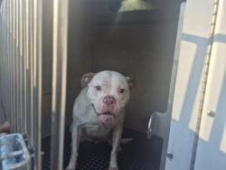 Shelter Stray Female Dog last seen Near BLOCK FREELAND ST, DETROIT, MI, 1431 E Ferry St, Detroit, MI 48211, USA