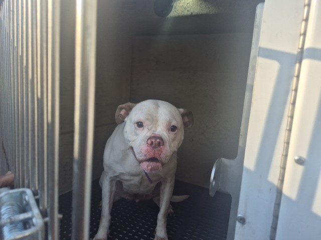 Shelter Stray Female Dog last seen Near BLOCK FREELAND ST, DETROIT, MI, 1431 E Ferry St, Detroit, MI 48211, USA