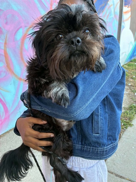 Shelter Stray Male Dog last seen Near BLOCK KELLY RD, DETROIT, MI 48224, 1431 E Ferry St, Detroit, MI 48211, USA
