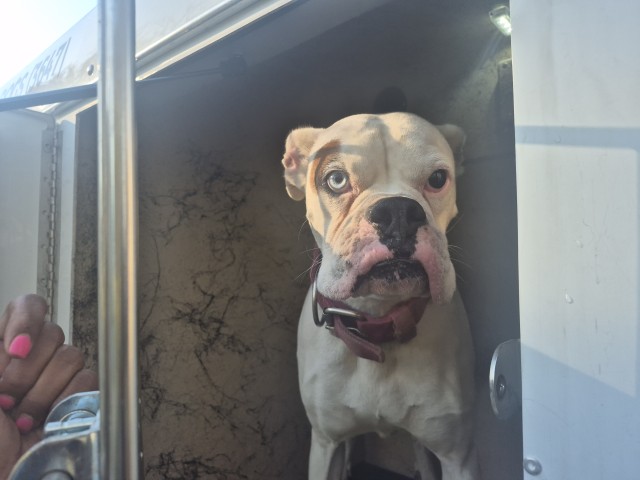 Shelter Stray Male Dog last seen Near BLOCK FREELAND ST, DETROIT, MI, 1431 E Ferry St, Detroit, MI 48211, USA