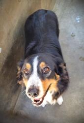 Shelter Stray Female Dog last seen , 1850 W 60th St, Los Angeles, CA 90047, USA