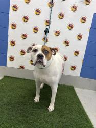 Shelter Stray Female Dog last seen COURTRYARD ESTATES BLVD, 19640 Dogpatch Ln, Land O' Lakes, FL 34638, USA