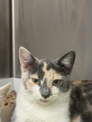 Shelter Stray Female Cat last seen Near, 5001 E Raymond St, Indianapolis, IN 46203, USA