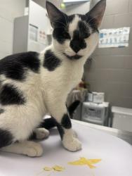 Shelter Stray Male Cat last seen Near, 5001 E Raymond St, Indianapolis, IN 46203, USA