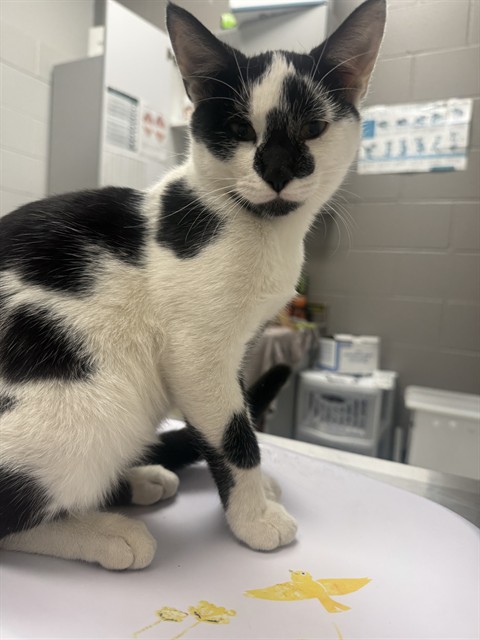Shelter Stray Male Cat last seen Near, 5001 E Raymond St, Indianapolis, IN 46203, USA