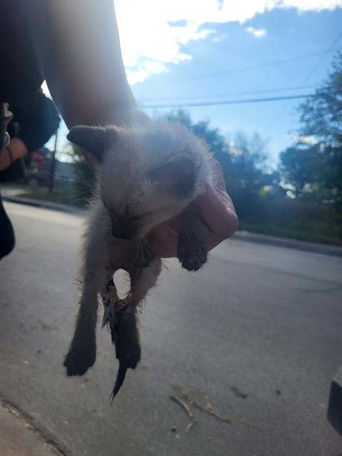 Shelter Stray Female Cat last seen ALHAVEN, 4710 TX-151, San Antonio, TX 78227, USA