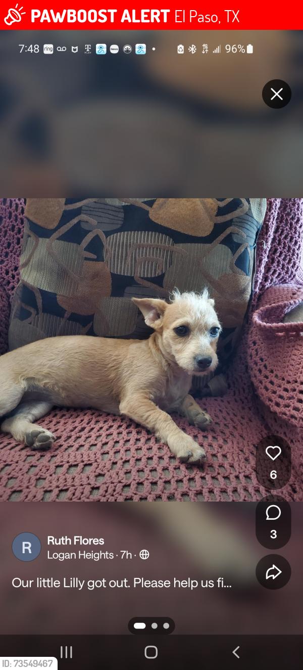 Lost Female Dog last seen Byron, El Paso, TX 79904