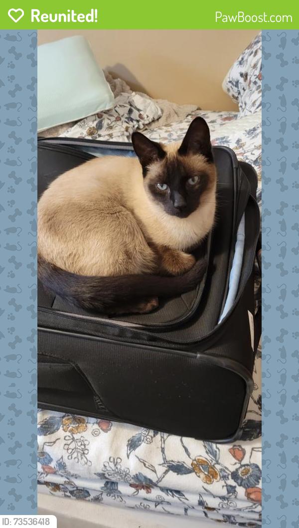 Reunited Male Cat last seen Dudley St and Overland St, Manchester, NH 03103