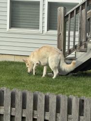 Found/Stray Male Dog last seen Lakewood Prarie Neighborhood, Joliet, IL 60431