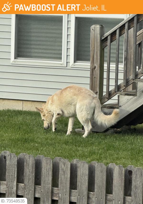 Found/Stray Male Dog last seen Lakewood Prarie Neighborhood, Joliet, IL 60431