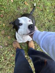 Found/Stray Female Dog last seen Near the intersection of Mt. Hope Church Rd and McConnell Road, Whitsett, NC 27377