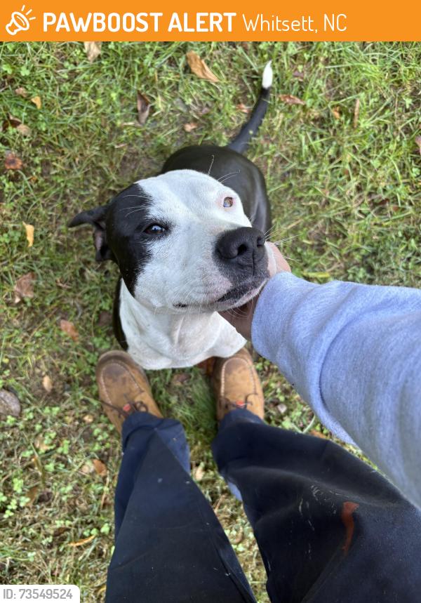 Found/Stray Female Dog last seen Near the intersection of Mt. Hope Church Rd and McConnell Road, Whitsett, NC 27377