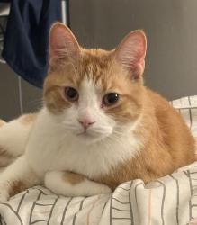 Lost Male Cat last seen Coppard and Dennison, Markham, ON L3S 2P5