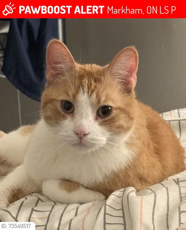 Lost Male Cat last seen Coppard and Dennison, Markham, ON L3S 2P5