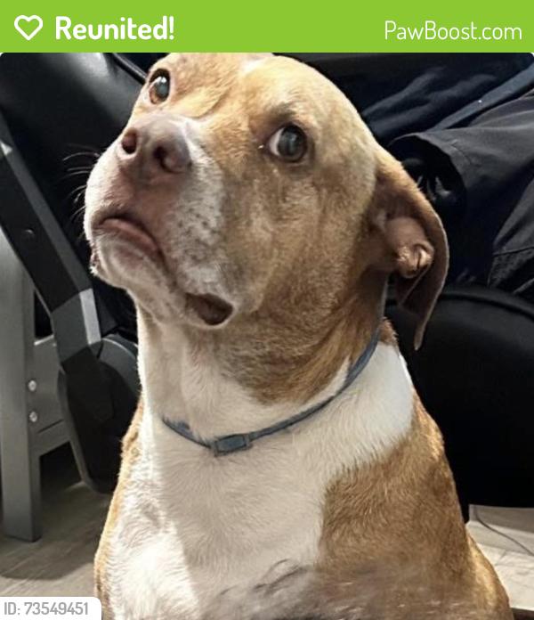 Reunited Male Dog last seen Valrico, FL, USA, Valrico, FL 33594