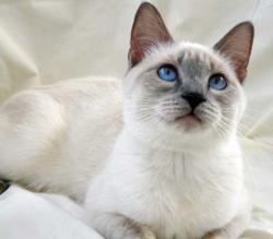 Found/Stray Unknown Cat last seen Near s minuteman dr, Draper, UT 84020