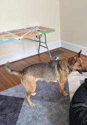 Found/Stray Unknown Dog last seen Lindsay Ave, High Point, NC 27262