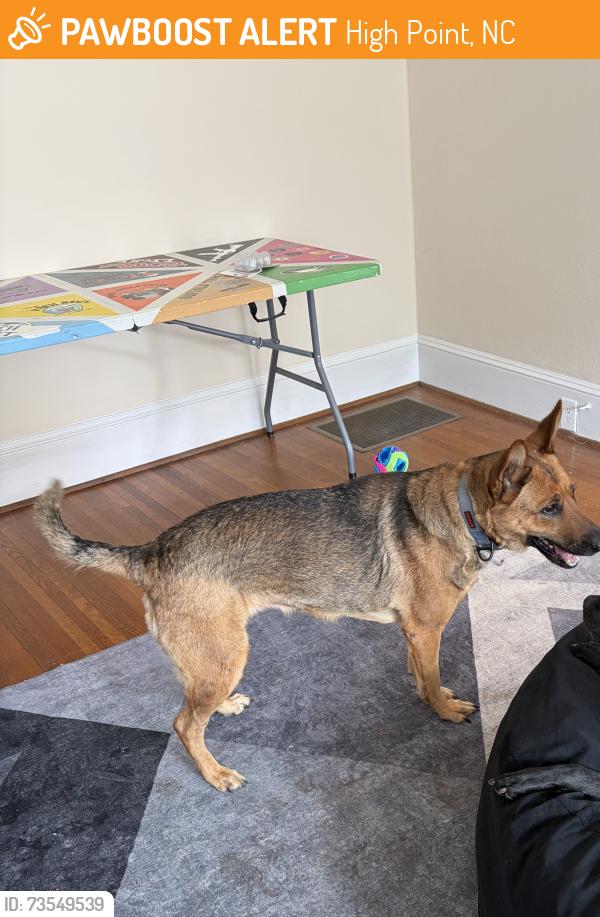 Found/Stray Unknown Dog last seen Lindsay Ave, High Point, NC 27262