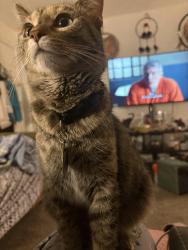 Lost Female Cat last seen Peters rd /Hillcrest drive, Kaukauna, WI 54130