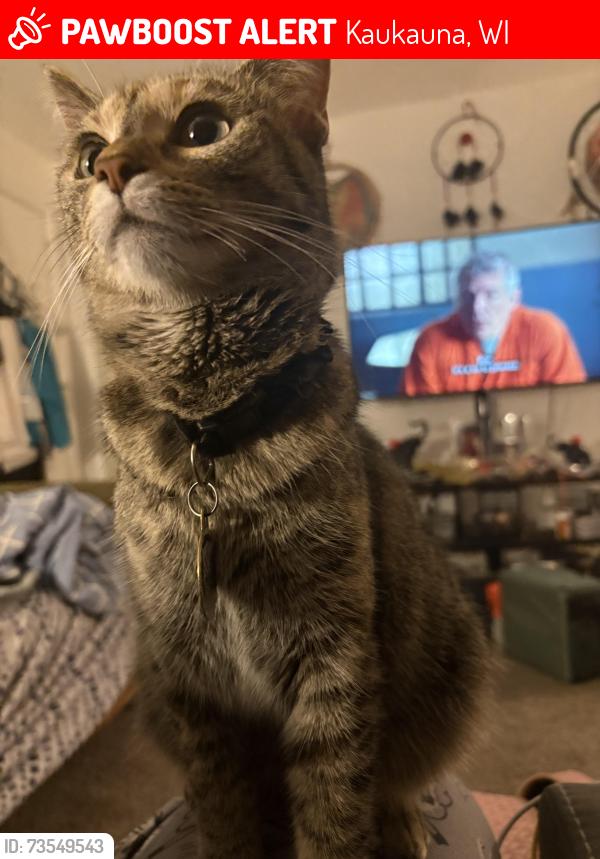 Lost Female Cat last seen Peters rd /Hillcrest drive, Kaukauna, WI 54130