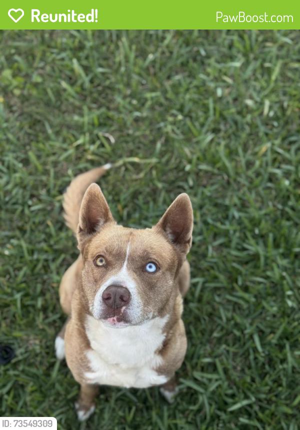 Reunited Male Dog last seen hmstd, FL, USA, Homestead, FL 33030