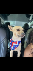 Reunited Male Dog last seen Near Cimarron St, Los Angeles, CA 90047, USA, Los Angeles, CA 90047