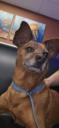 Reunited Male Dog last seen Tualatin sherwood rd/Mohamed ct., Tualatin, OR 97062