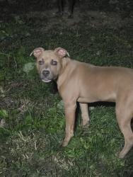 Found/Stray Female Dog last seen Rural Inn, Indianapolis, IN 46201