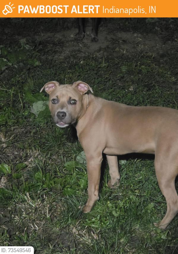 Found/Stray Female Dog last seen Rural Inn, Indianapolis, IN 46201