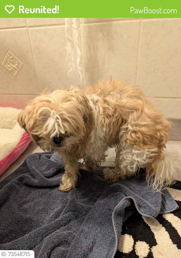Reunited Unknown Dog last seen Flanders & Stocker St, Farmington Hills, MI 48334