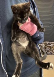 Shelter Stray Male Cat last seen Near Tilly Mill Rd, Atlanta, GA 30360, 30360, GA, 3280 Chamblee Dunwoody Rd, Chamblee, GA 30341, USA