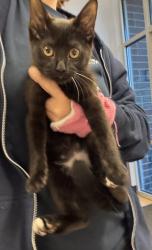 Shelter Stray Female Cat last seen Near Tilly Mill Rd, Atlanta, GA 30360, 30360, GA, 3280 Chamblee Dunwoody Rd, Chamblee, GA 30341, USA