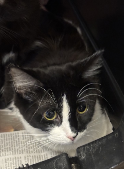 Shelter Stray Female Cat last seen Near Tilly Mill Rd, Atlanta, GA 30360, 30360, GA, 3280 Chamblee Dunwoody Rd, Chamblee, GA 30341, USA