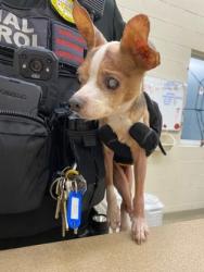 Shelter Stray Female Dog last seen Corner of 98th Ave and 87th Street, IRC AC, FL, 6230 77th St, Vero Beach, FL 32967, USA